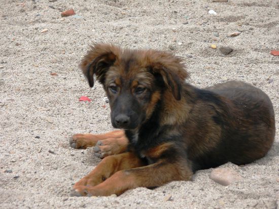 @ Markus: so sehen hier die gefaehrlichen Hunde aus 