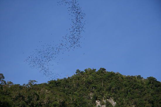 ein schwarm von fledermaeuse die aus der hoehle fliegen. das sind viele viele tausende... da wird es schwarz am himmel