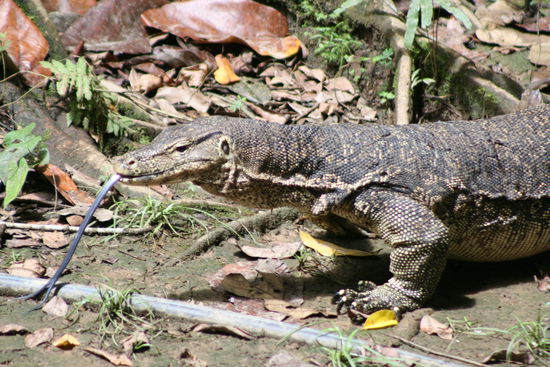 dieser Kerl hat unter unserem Huas gelebt... 