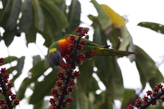 ein bunter Vogel im Botanischen Garten
