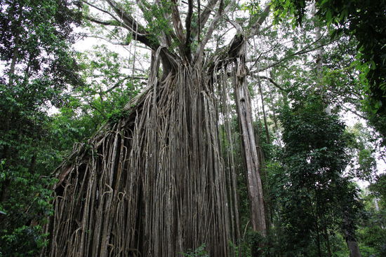 Curtain Fig Tree