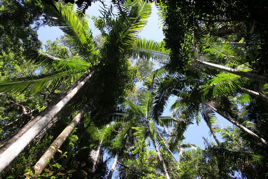 auch mal im Regenwald einen Blick nach oben werfen...