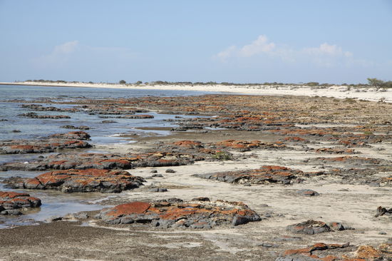 wie alles anfing, die Stromatolliten