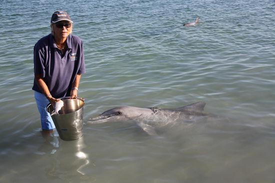 so nah kommen die wilden Delphine