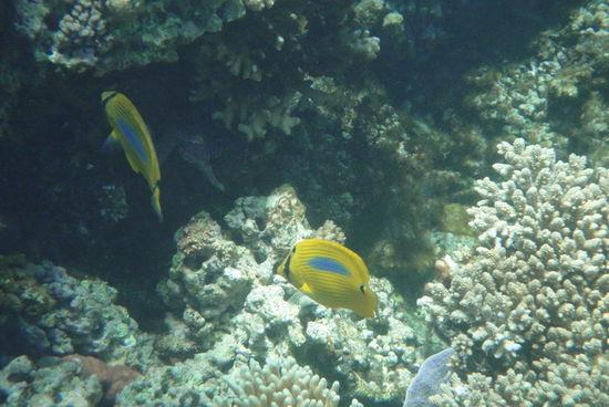 bunte Fischlis