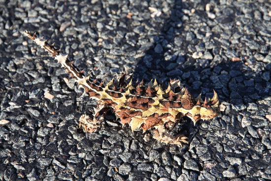 ein Thorny Devil der gerade den Highway uberquerte, glücklicherweise haben wir ihn rechtzeitig noch gesehen.
Hoffen andere auch!