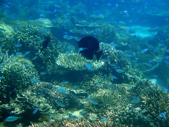 beim schnorcheln auf Gili Air