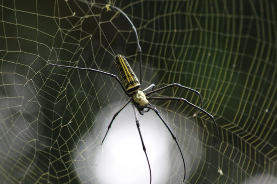 3. Monster  mit mega großem Netz