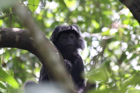 im Dschungel entdeckt