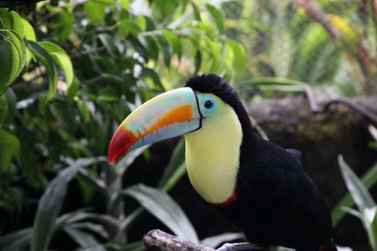 Mein Freund der Tukan, am liebsten hätten wir ihn mitgenommen!