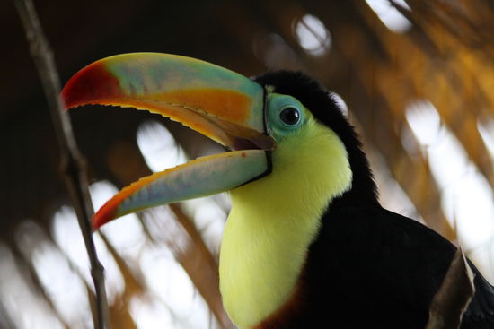 und nochmal unser Freund... der war so brav, man konnte ihn füttern und sogar streicheln dann hüpfte er einen auf die Schulter 
