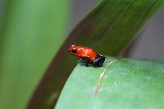 Red Frog (Achtung giftig)