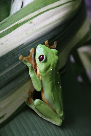 und noch einer von vielen grünen Fröschen