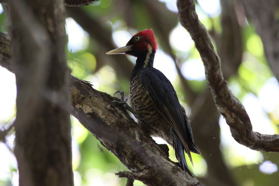 der Klopfer im Dschungel