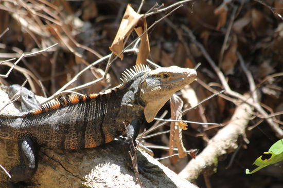 eine stachellige Angelegenheit