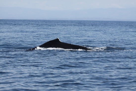 und hier taucht er wieder ab...