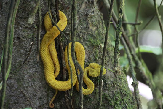 Giftsschlange genau neben uns am Baum