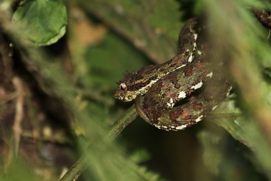 man möchte sie gerade streicheln 