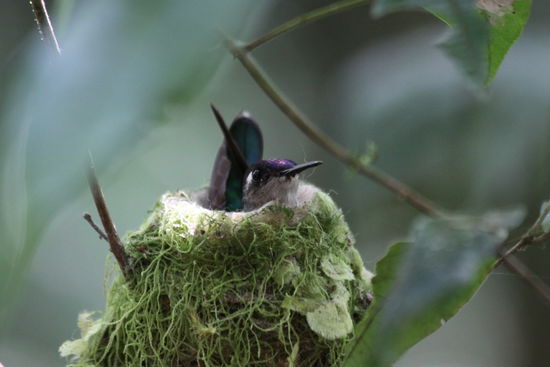 kleiner junge Kolibri