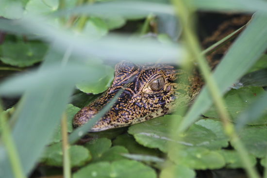 wer geht mit schwimmen? 