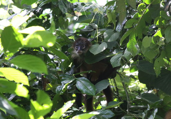 süßes Klammeräffchen