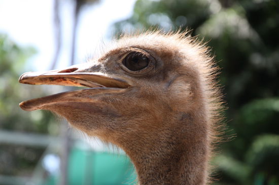 Das Biest war ganz schön angriffslustig...
