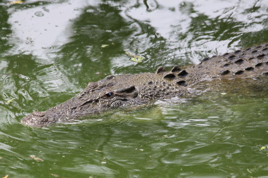 es wird überall davor gewarnt... besser auf´s baden verzichten...