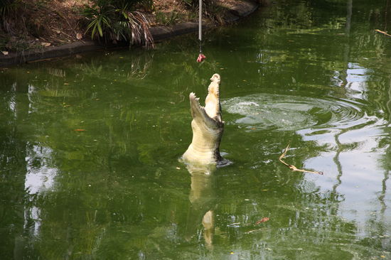 ...aber wer wird von dem "kleinen" (so 7-8 Meter groß) wohl Angst haben?