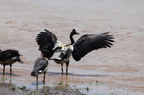 hier stellte es sich wieder heraus... 300mm sind zu viel wenig!