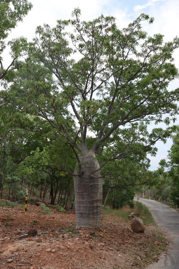 ein Baobab Baum