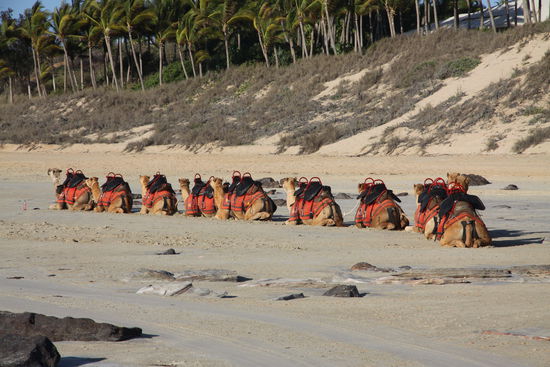 Die Karawane zieht weiter der Sultan hat doscht... 