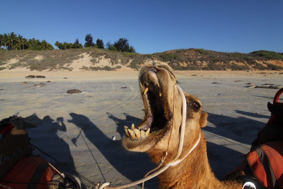 he he he, was heißt hier Mundgeruch...