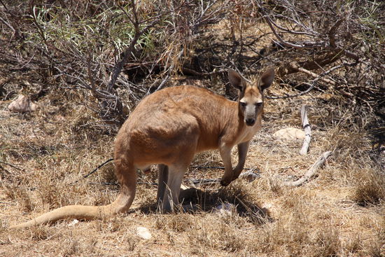 unser Gast beim "wild" campen