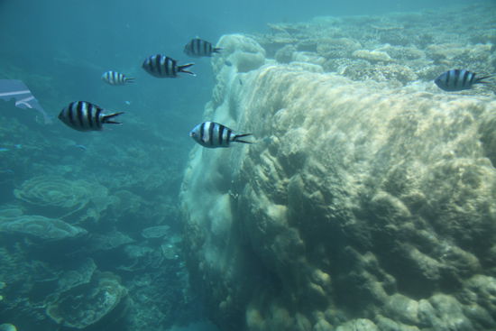 Ningaloo Riff in Coral Bay