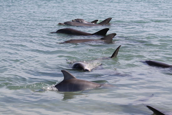 ...und es sind viele, verdammt viele!