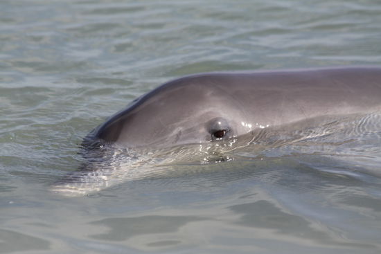 die Delphine kommen ganz nah an den Strand