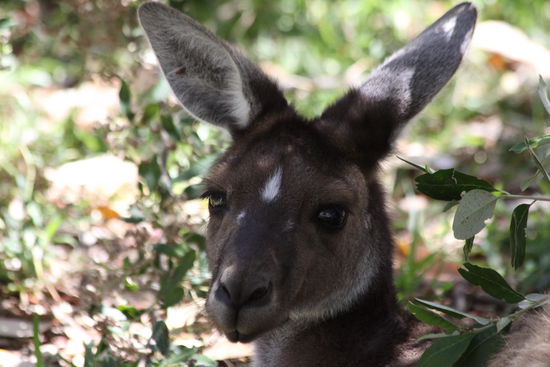 im Yanchep National Park...