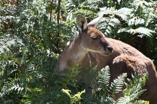 ...entdeckten wir Kängurus und