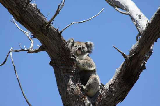 oben in den Bäumen sitzen die Koalas