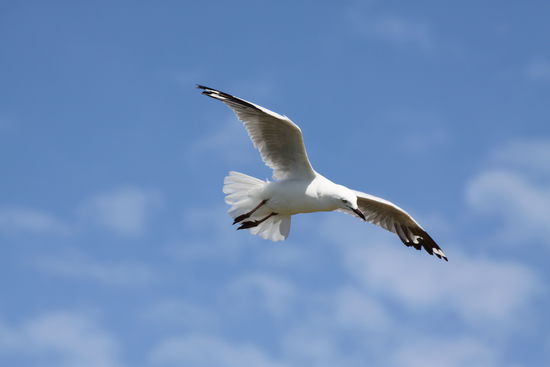 Möwen, nix weiter als Möwen