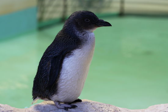 ein paar Pinguine haben sich allerdings im Besucherzentrum versteckt