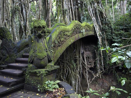 und weiter in den wilden "monkey forest"