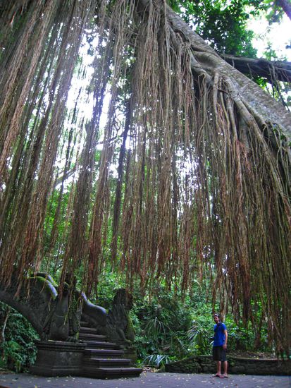 mit seinen tollen baeumen!!!