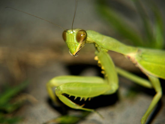 grrrrrrr... wo will er hin... dich krieg ich noch!