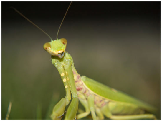 jo mai, wer seids denn iar buam?