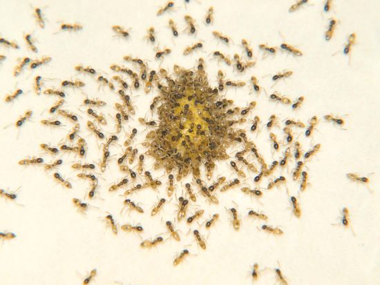 alex' fruehstueck ging an diesem tag an die ameisen