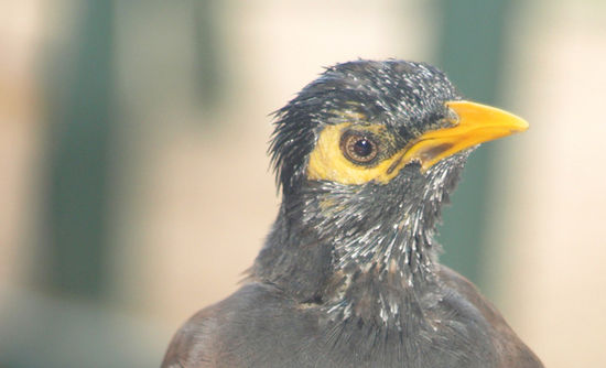 eine art thailaendische amsel