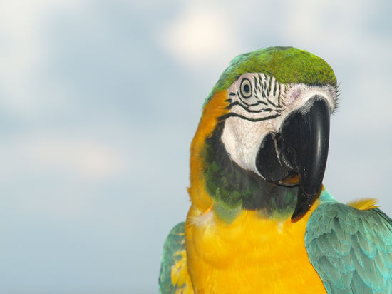 zum hotel gehoert dieser papagei