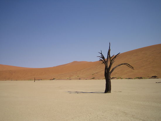 Deadvlei mit totem Baum
