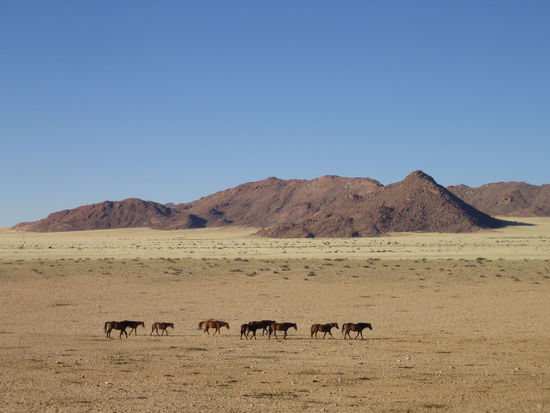 Wüstenpferde